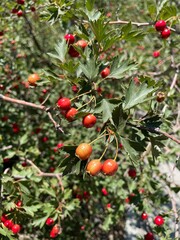 large vertical photo. red hawthorn fruits on a branch. healthy wild berries.