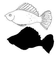 a set of hand-drawn black contours in the style of a sketch and a silhouette of a sea fish, side view. illustration of Poecilia sphenops isolated on white for coloring marine series