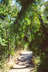 beautiful scenary of the Australian bush and thick native vegetation shot from a vantage point during a hike in Southern Tasmania