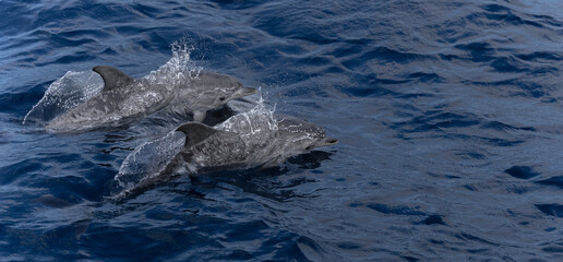 Obraz premium Zwei Delfine springen aus dem Meer