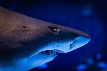 Naklejka premium Nahaufnahme einer Hai Schnauze