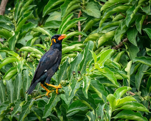 Common Hill Myna perching eye level on tree branch