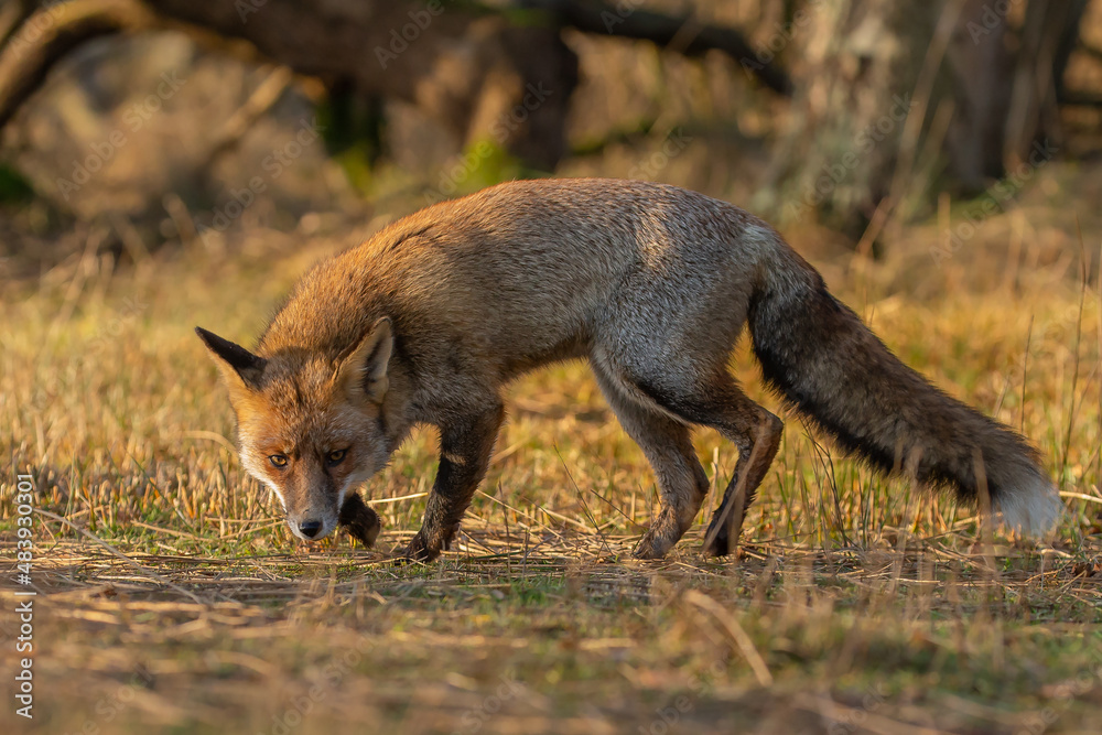 Canvas Prints red fox in nature during last light of the day.