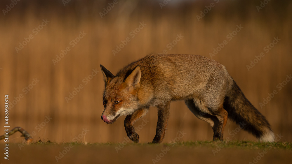 Canvas Prints red fox in nature during last light of the day.