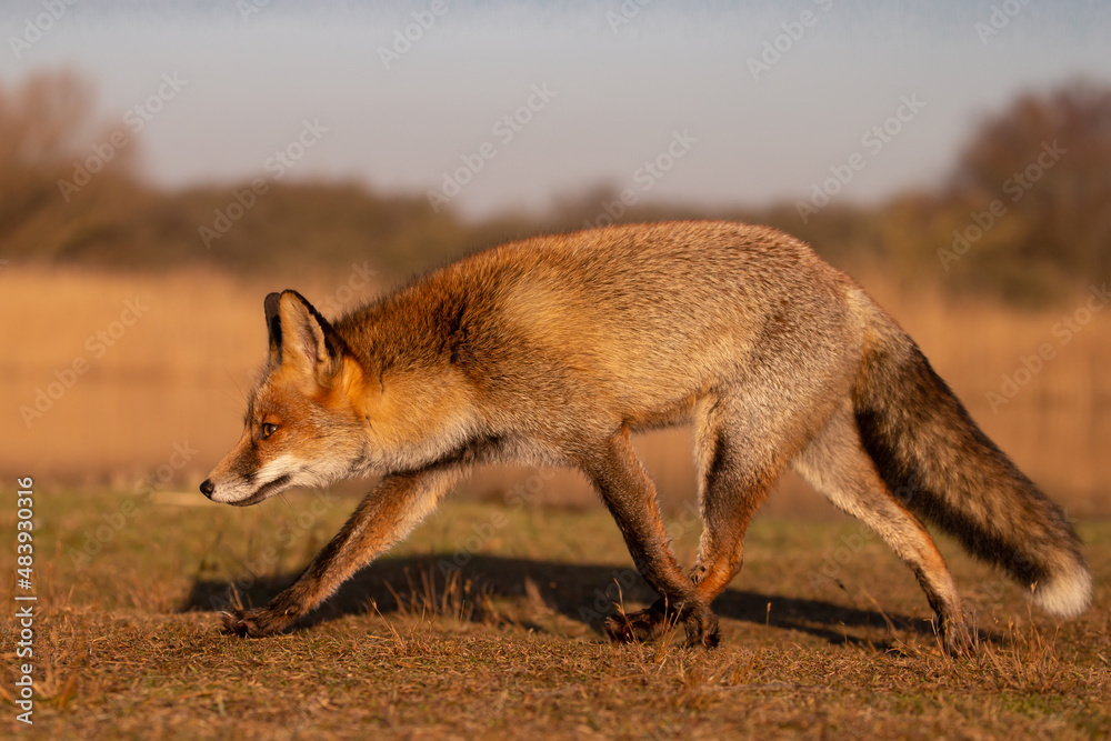 Canvas Prints red fox in nature during last light of the day.