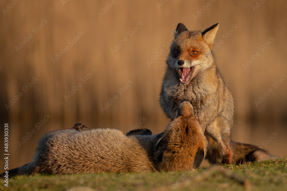 Canvas Prints red fox in nature during last light of the day.