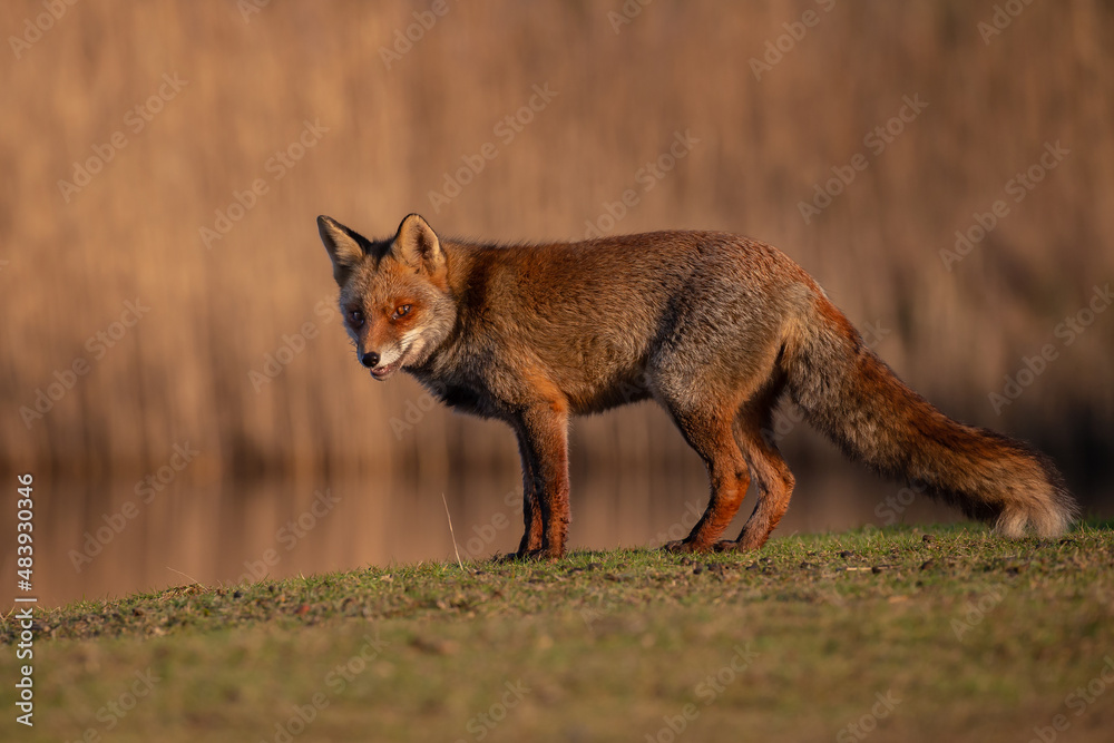 Canvas Prints red fox in nature during last light of the day.