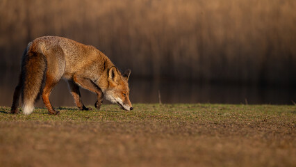 Red fox in nature during last light of the day.