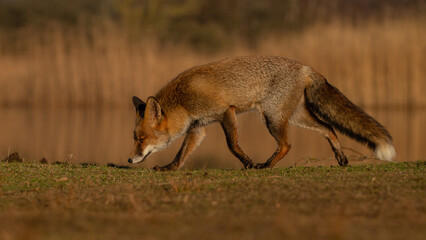 Red fox in nature during last light of the day.