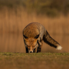 Red fox in nature during last light of the day.