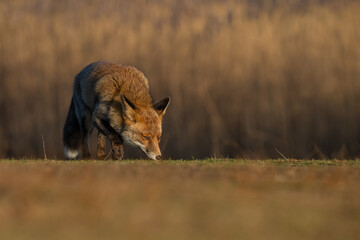 Red fox in nature during last light of the day.