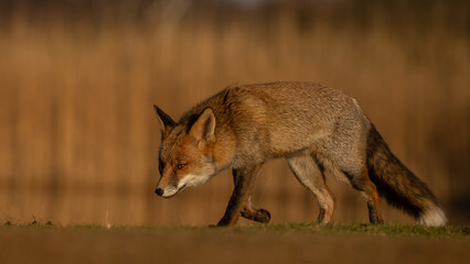 Red fox in nature during last light of the day.