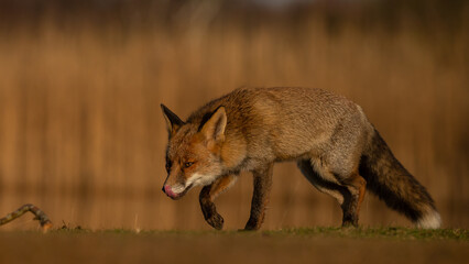 Red fox in nature during last light of the day.