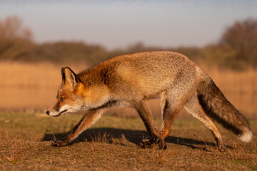 Red fox in nature during last light of the day.