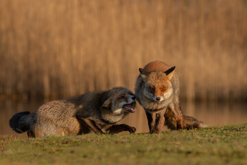 Red fox in nature during last light of the day.