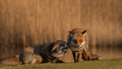Red fox in nature during last light of the day.