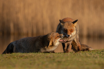 Red fox in nature during last light of the day.