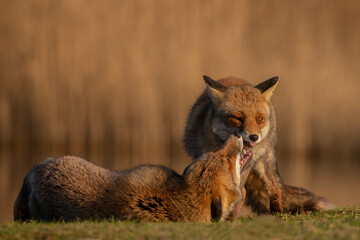 Red fox in nature during last light of the day.