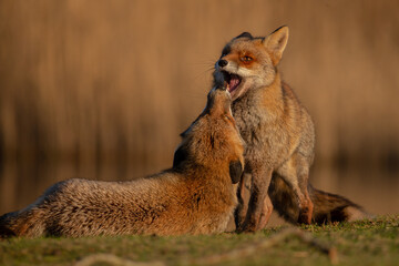 Red fox in nature during last light of the day.