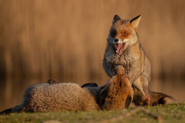 Red fox in nature during last light of the day.
