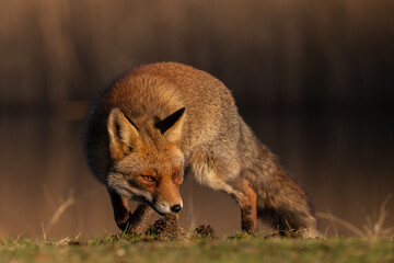 Naklejka na ściany i meble Red fox in nature during last light of the day.
