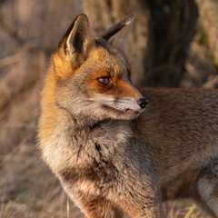 Red fox in nature during last light of the day.
