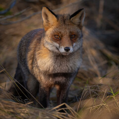 Red fox in nature during last light of the day.