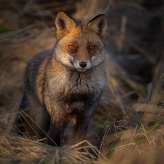 Red fox in nature during last light of the day.