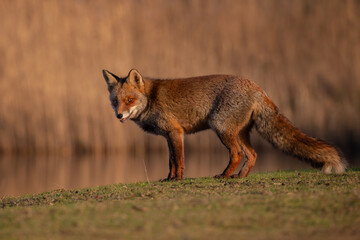 Red fox in nature during last light of the day.