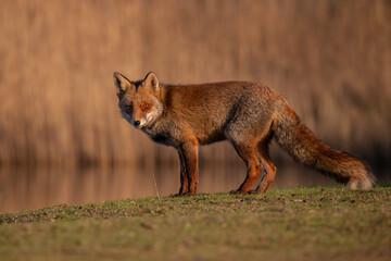 Red fox in nature during last light of the day.