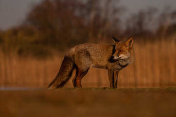 Red fox in nature during last light of the day.