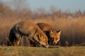 Red fox in nature during last light of the day.