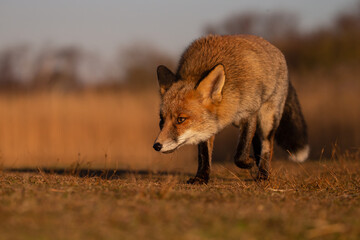 Red fox in nature during last light of the day.