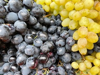 large horizontal photo. grape. seasonal autumn fruits. a bunch of dark blue and white grapes...