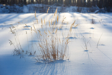 Stalks of grass in the snow