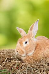 Red rabbit on dry hay with carrot on green blurred background.