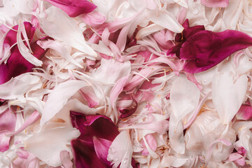Floral background of petals in soft colors