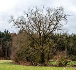 Trees in the midst of an autumnal meadow landscape