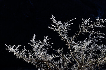 Ice on a tree in a winter day