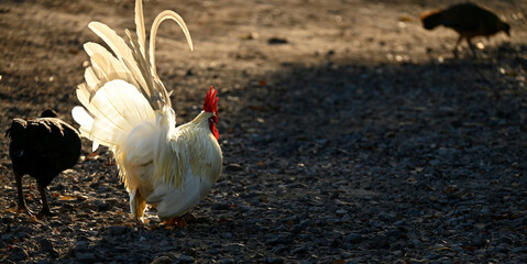 coqs au milieu d'une basse-cour tout en panache, plumes au vent et dans la transparence du soleil couchant