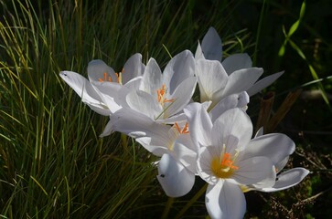Autumn blooming saffron 'Zephyr', scientific name Crocus pulchellus