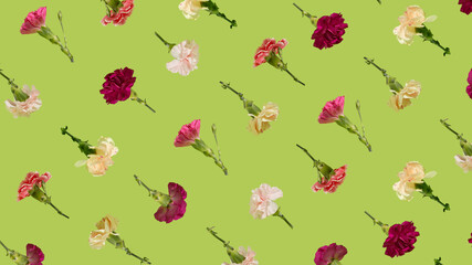 Fototapeta na wymiar Creative pattern of multicolored flowers on a green background. Blooming carnation.