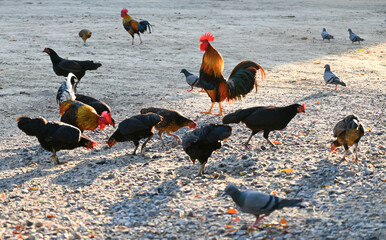 coqs au milieu d'une basse-cour tout en panache, plumes au vent et dans la transparence du soleil couchant © YUMMI