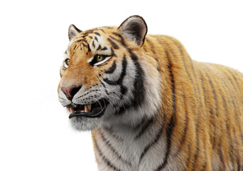 Tiger portrait isolated on white