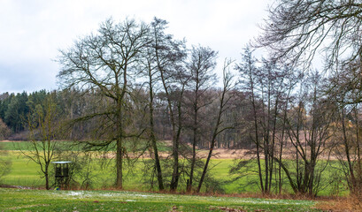 Trees in the midst of an autumnal meadow landscape