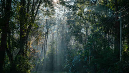 Fototapeta na wymiar Sunlight through lush tropical rainforest in national park at morning