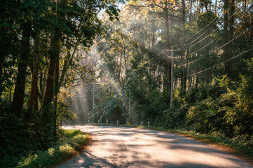 Fototapeta na wymiar Sunlight through tropical rainforest on winding road in national park
