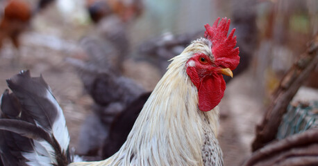 Big and beautiful male rooster. Chickens on farm, rural scene.Closeup of rooster head.Closeup of funny or humorous closeup head of a male chicken or rooster with beautiful yellowish feathers bright re