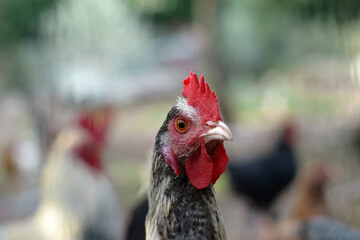 Chicken hen head close up...Close-up close-up detail of spotted hen chicken head.