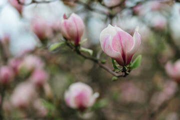  Pink magnolia tree blossom with blurred background